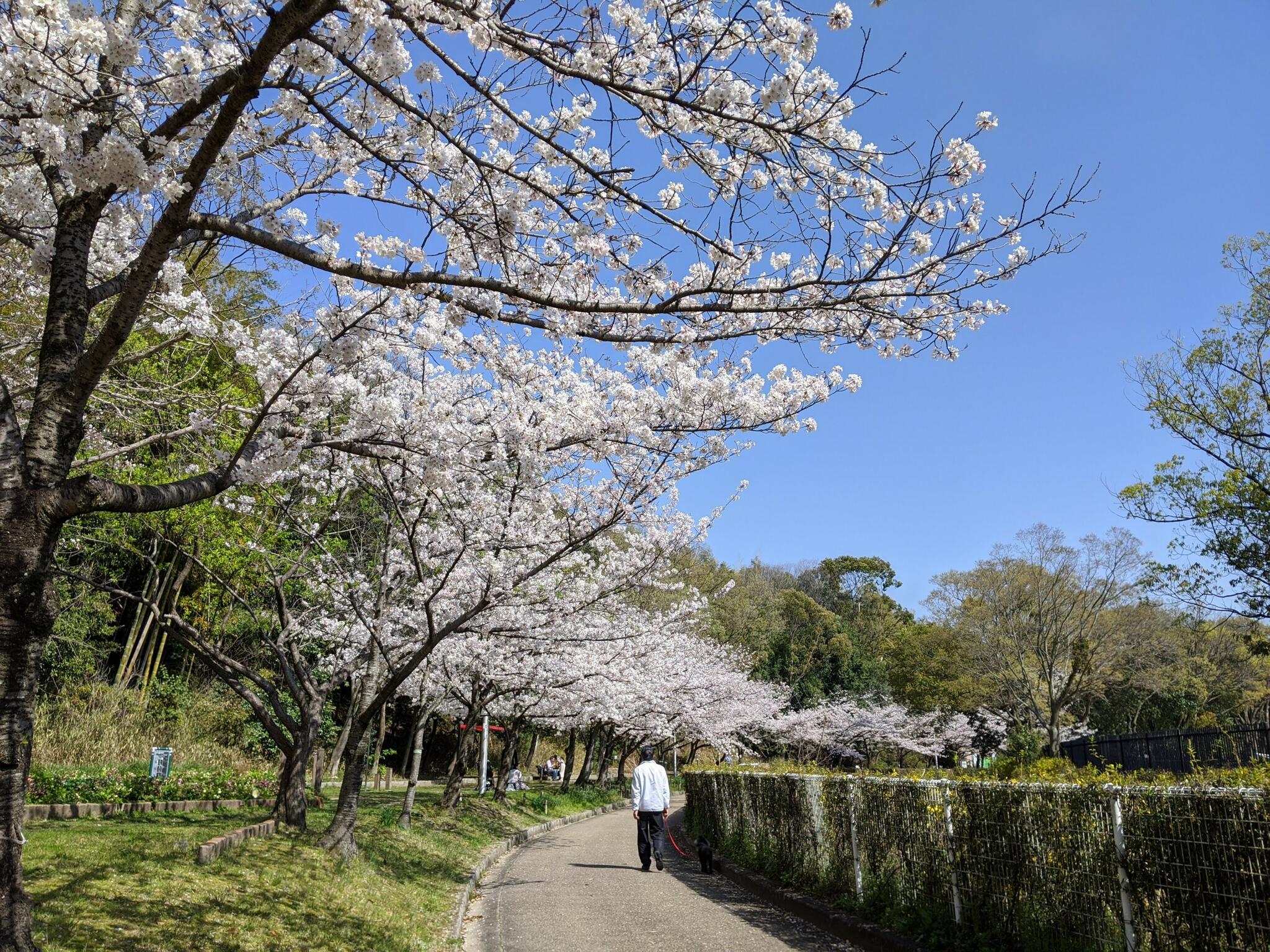 大阪府営 寝屋川公園の代表写真9