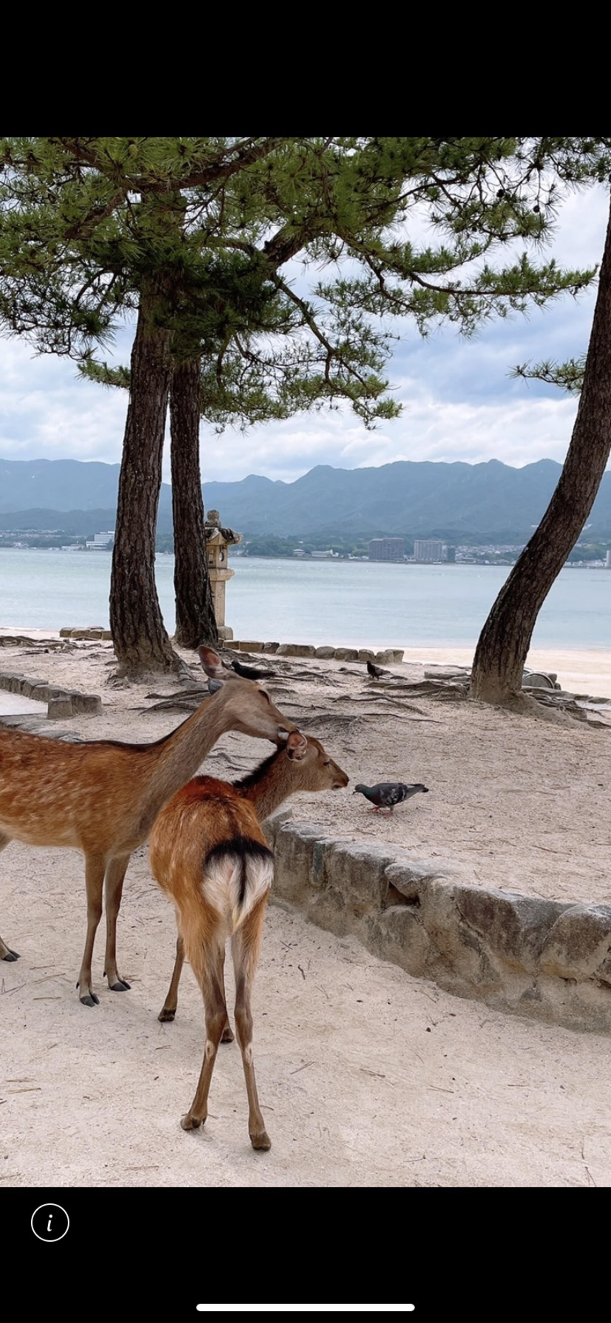 厳島の代表写真2