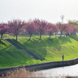 平田公園と大榑川桜並木のクチコミ写真3