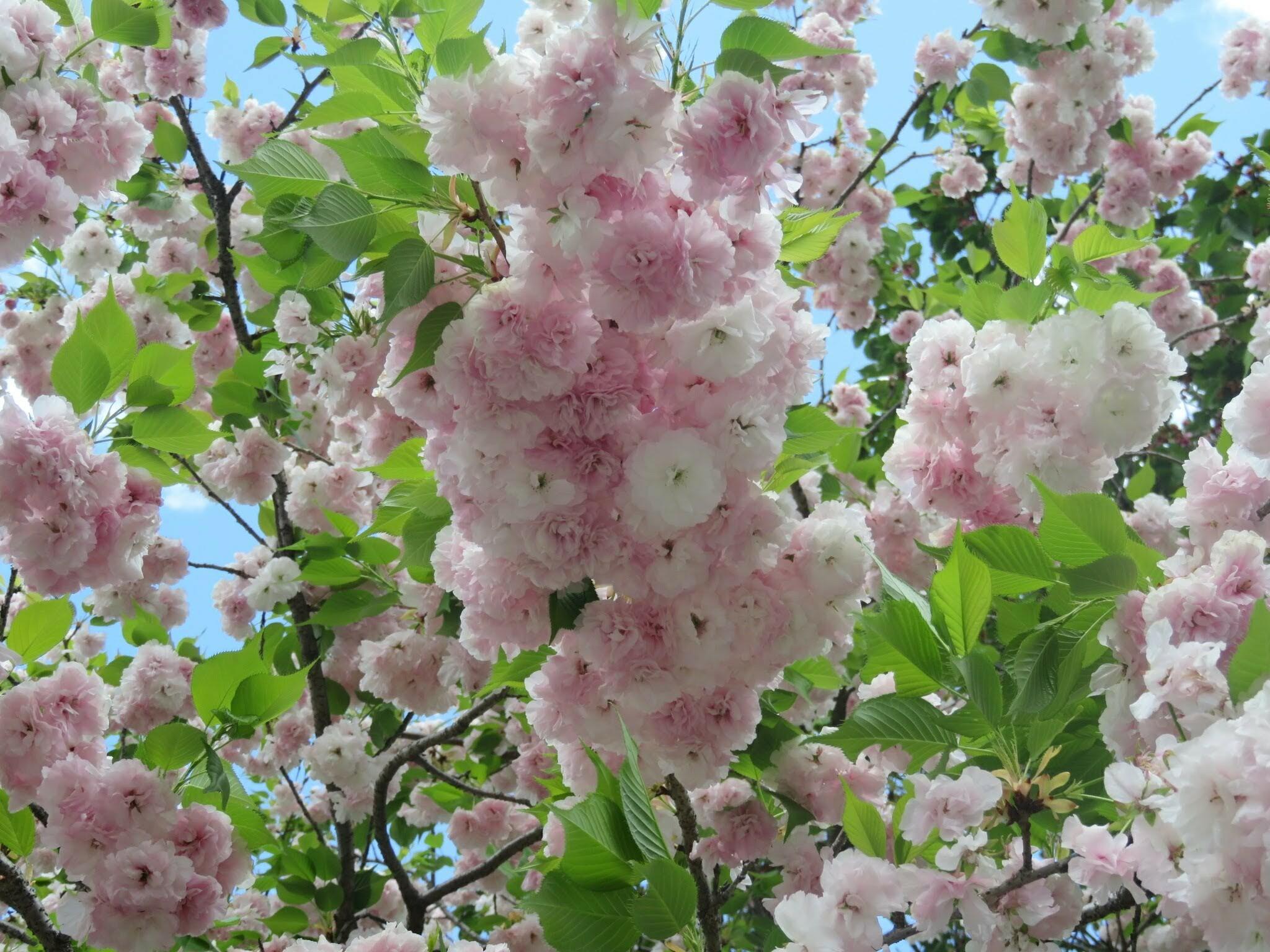 花のまわりみち-八重桜イン広島-の代表写真7