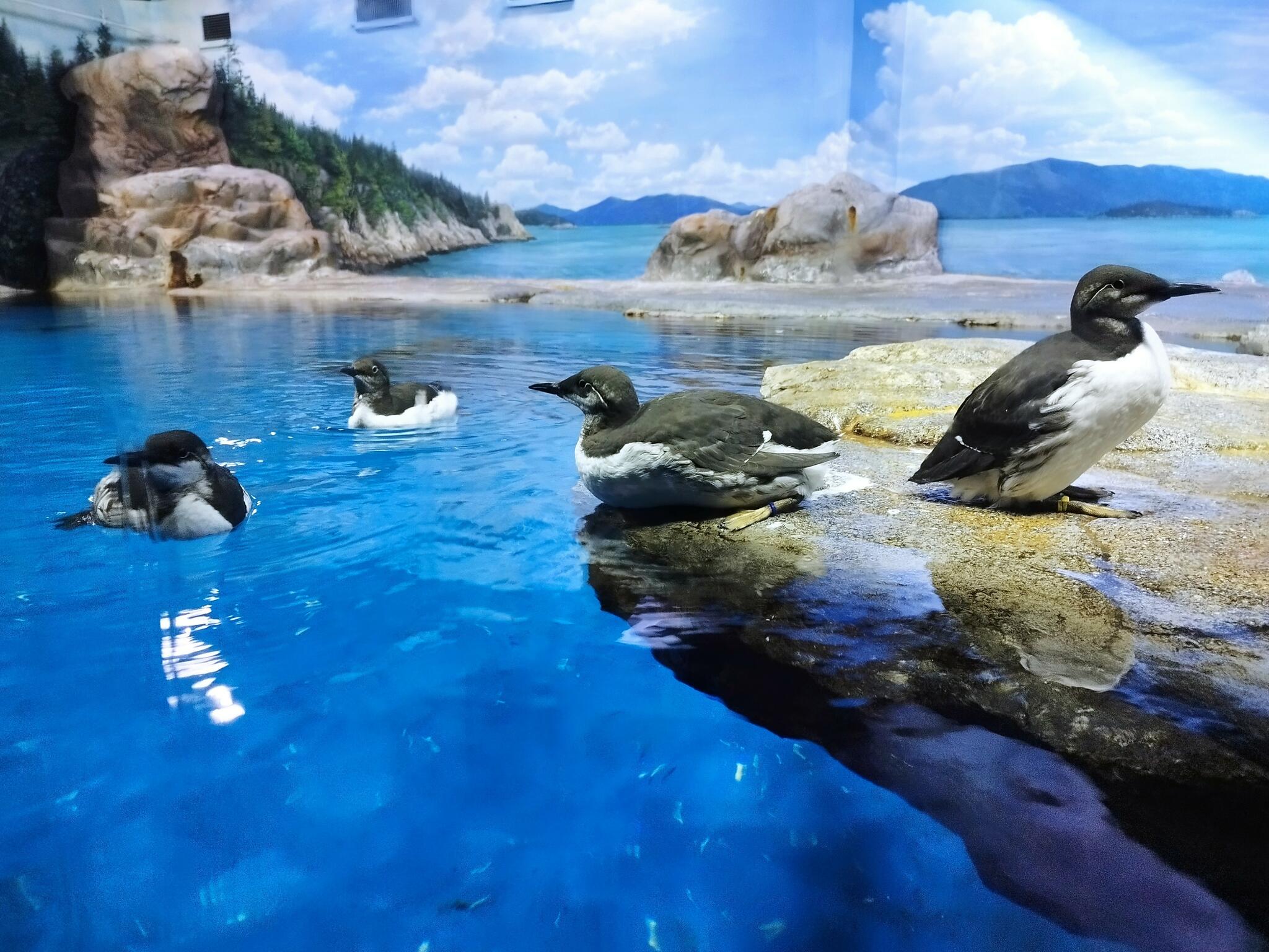 新潟市水族館 マリンピア日本海の代表写真8