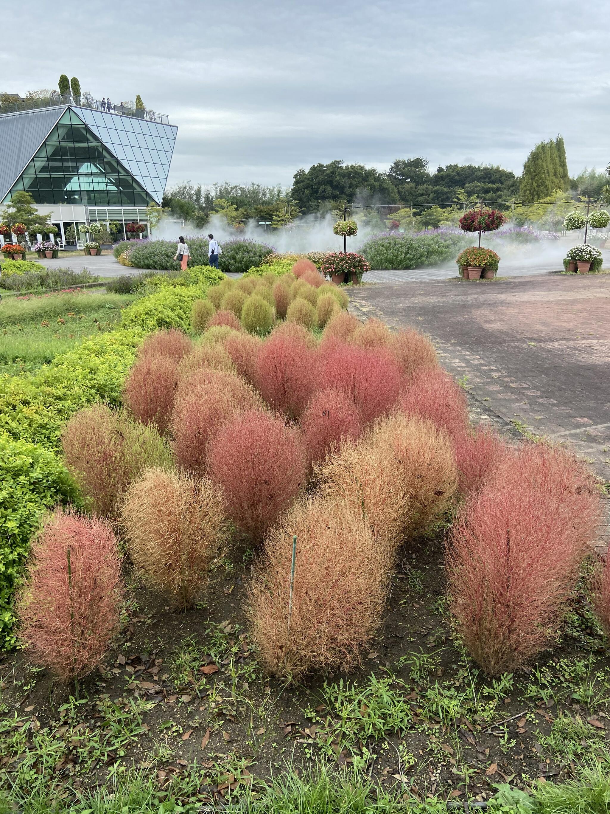 国営木曽三川公園フラワーパーク江南の代表写真7