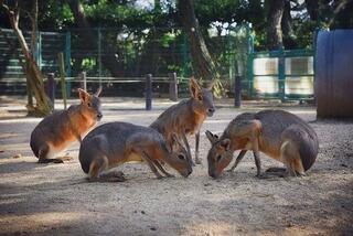 動物の森のクチコミ写真1