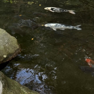 沼津甲羅本店八宏園の写真7