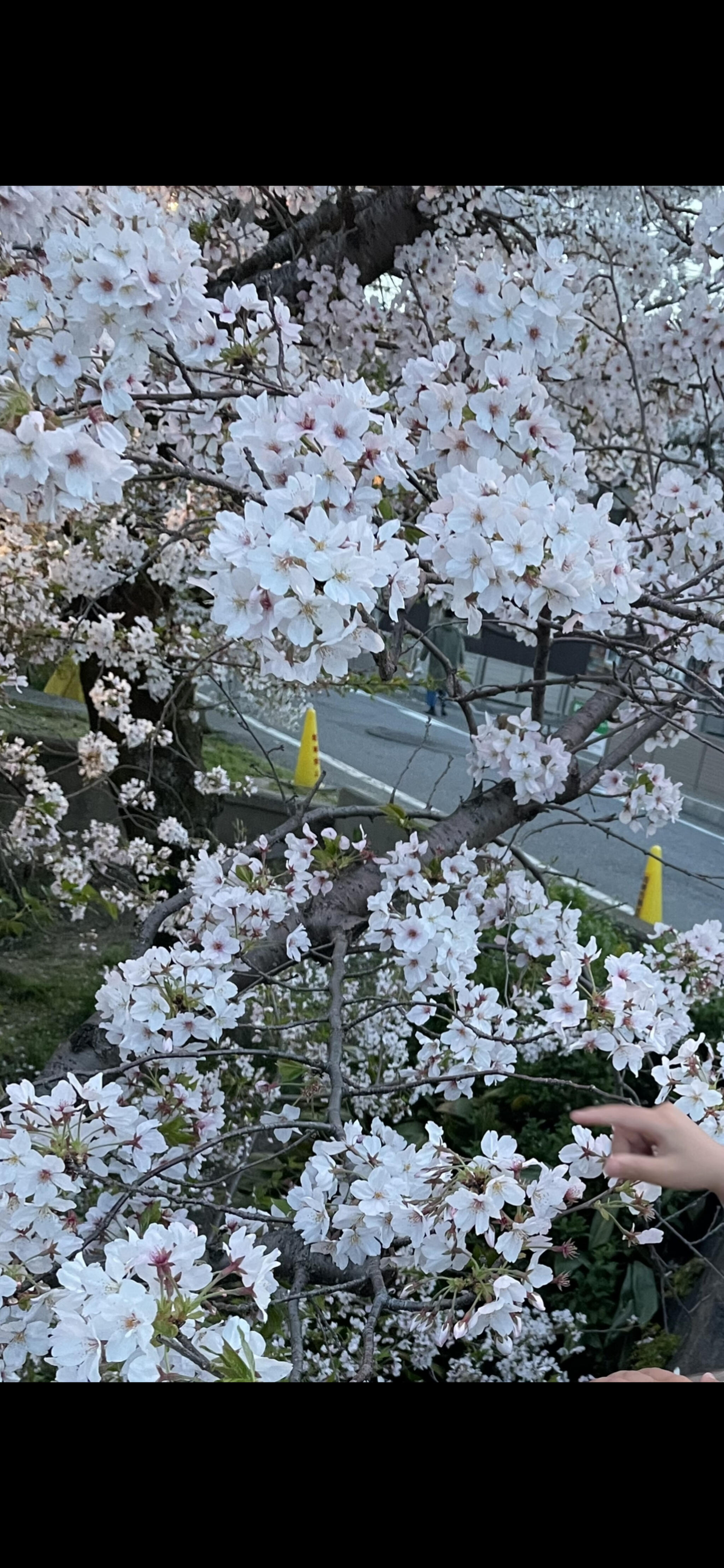 岡崎公園の代表写真9