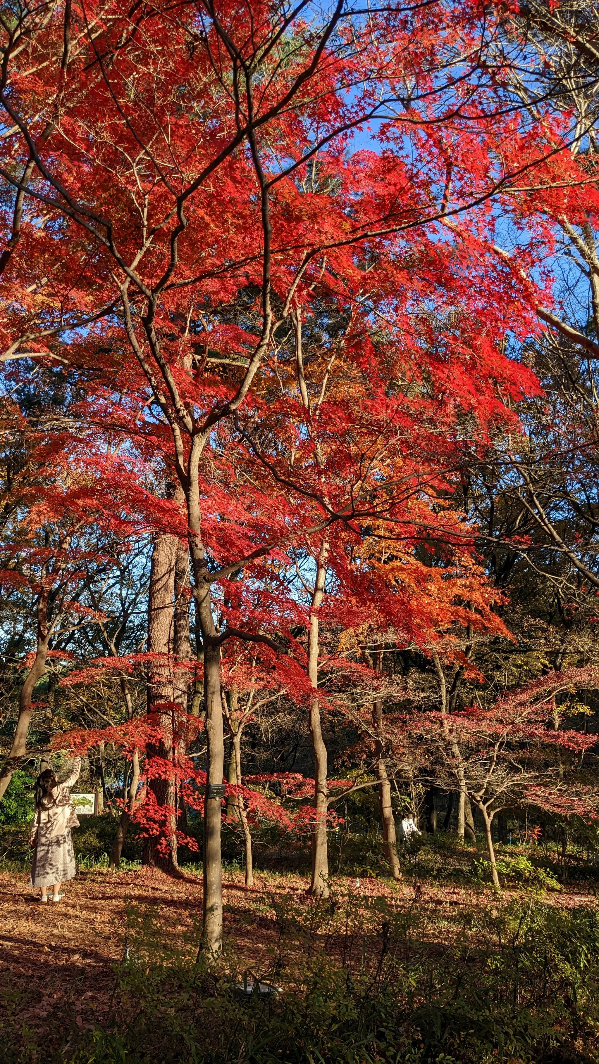 国営武蔵丘陵森林公園の代表写真5