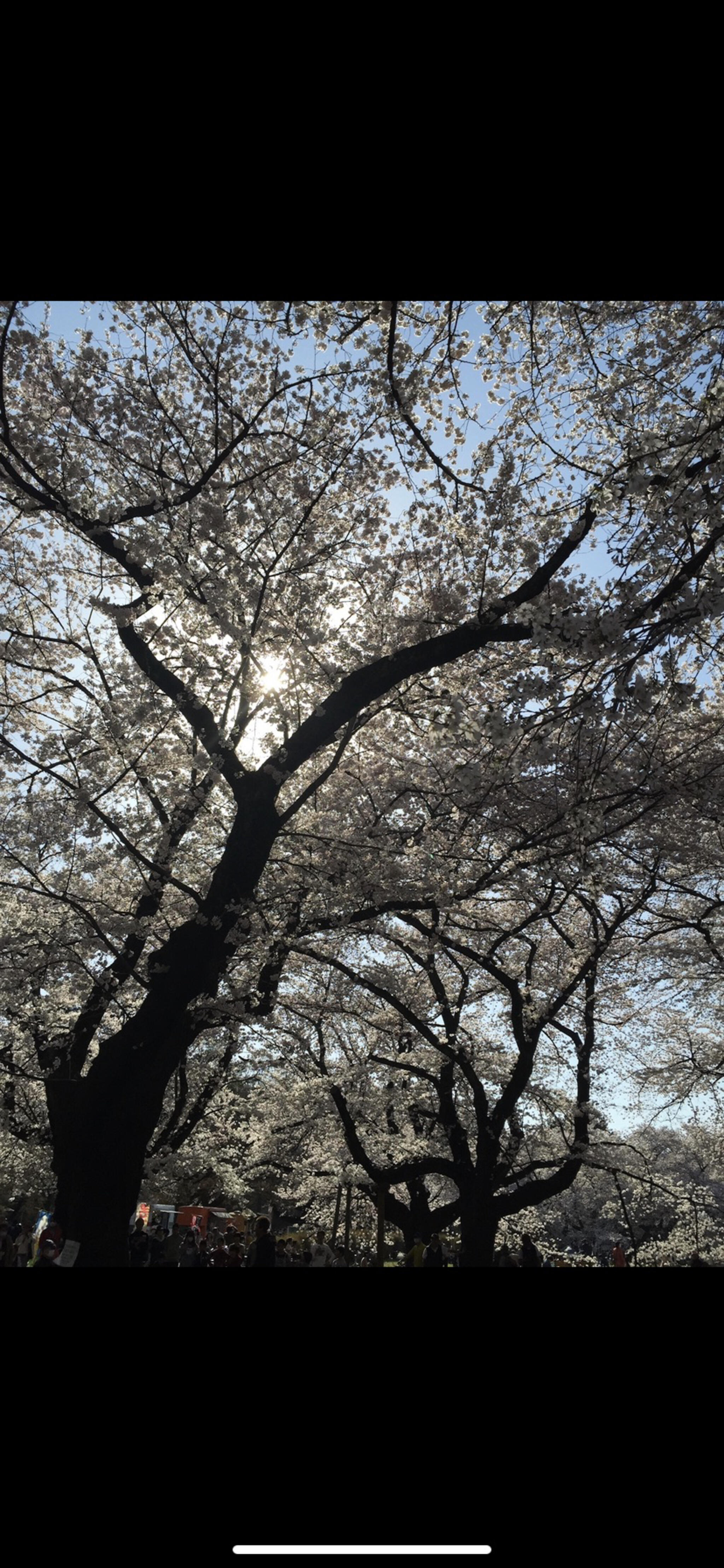 羊山公園の代表写真5