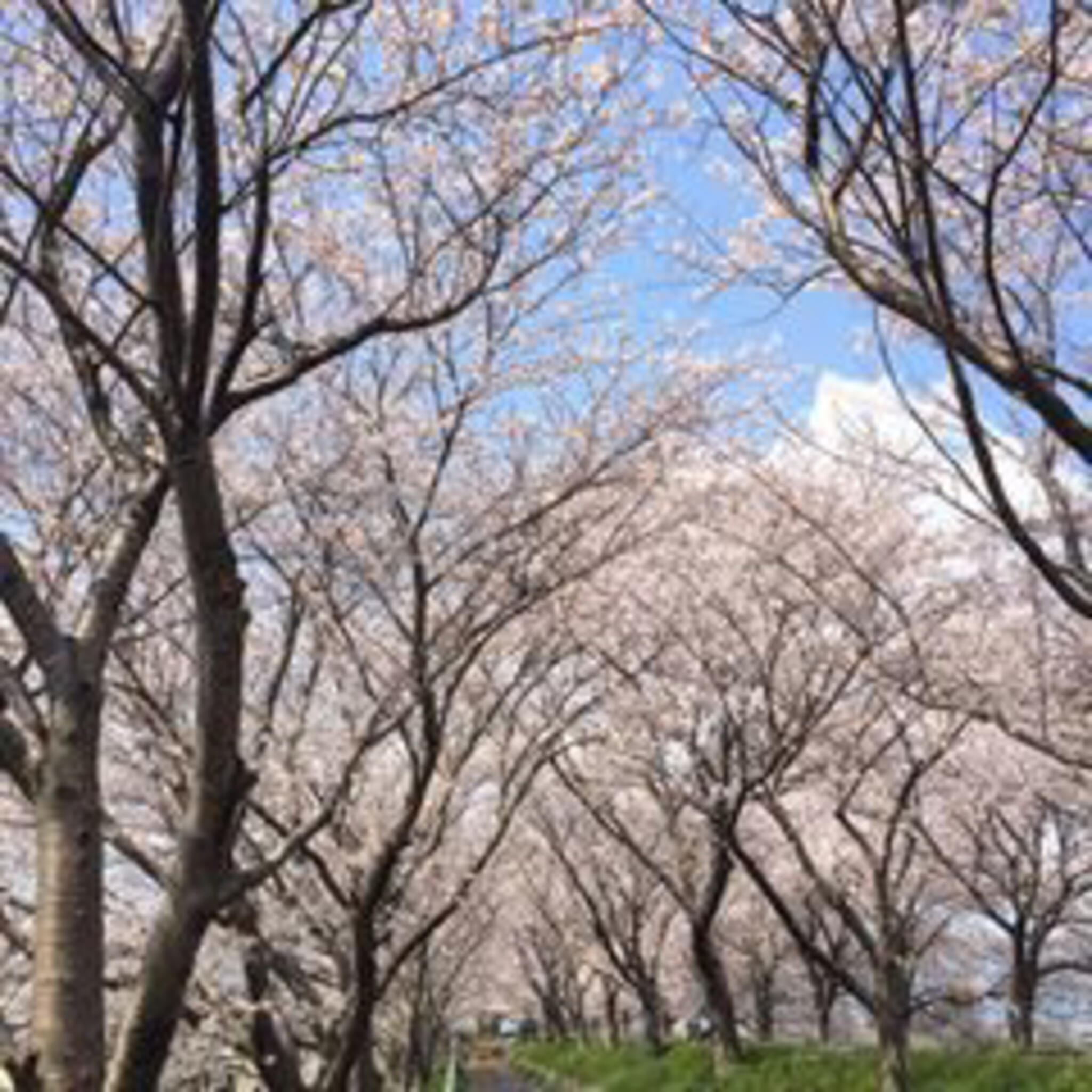 平田公園と大榑川桜並木の代表写真3