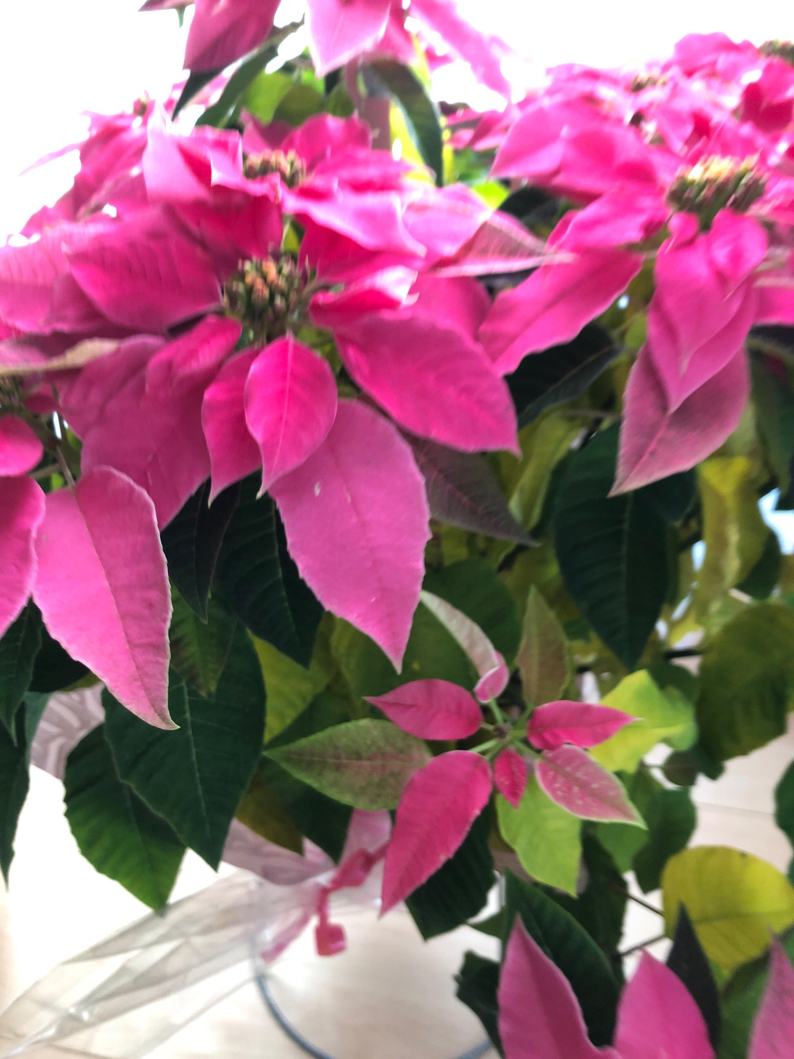 イオン豊科店 花と緑ハヤシモリ