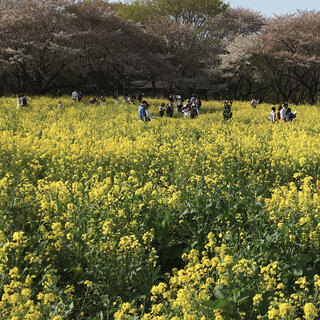 国営昭和記念公園の写真8