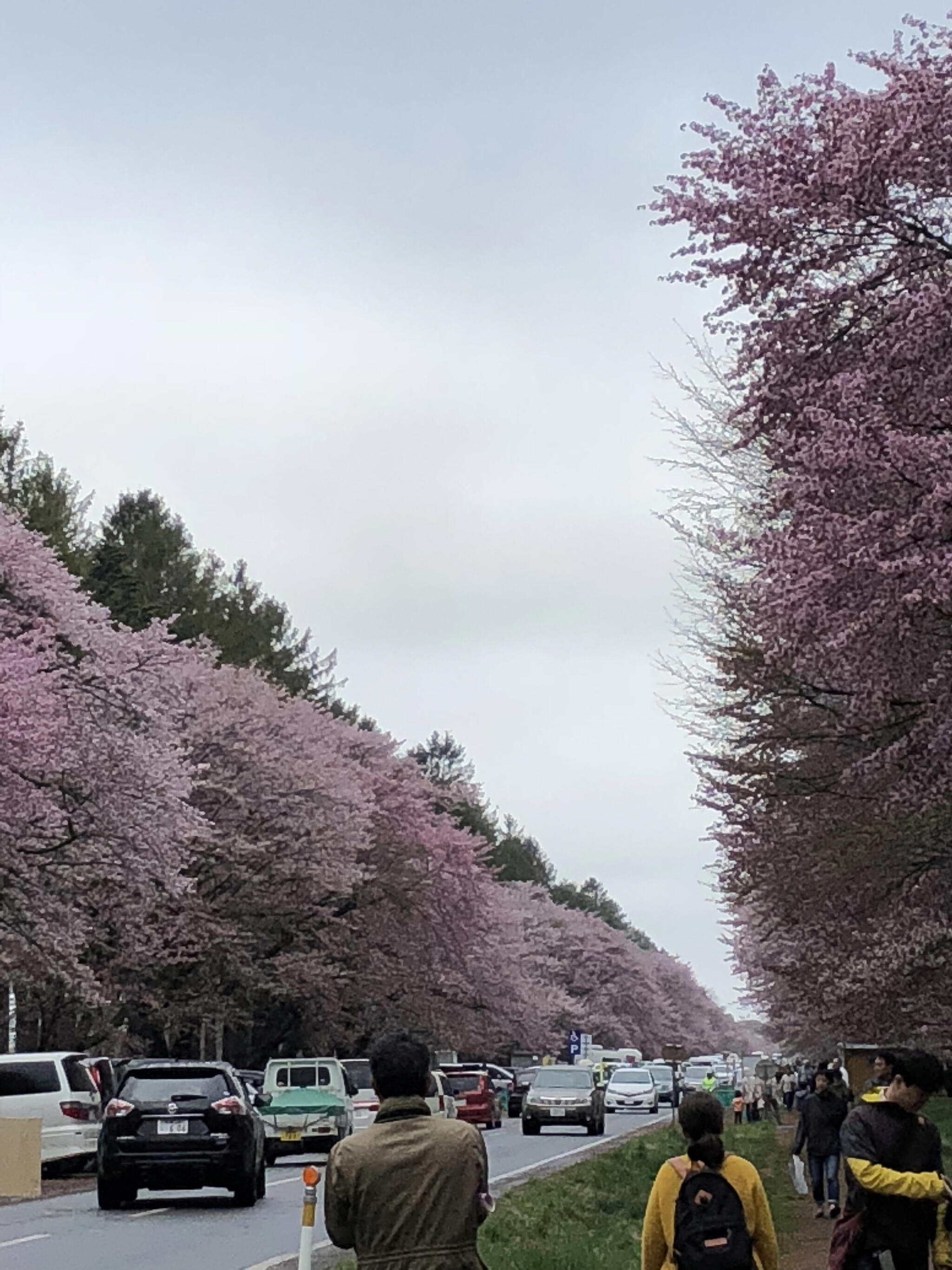 二十間道路桜並木の代表写真2