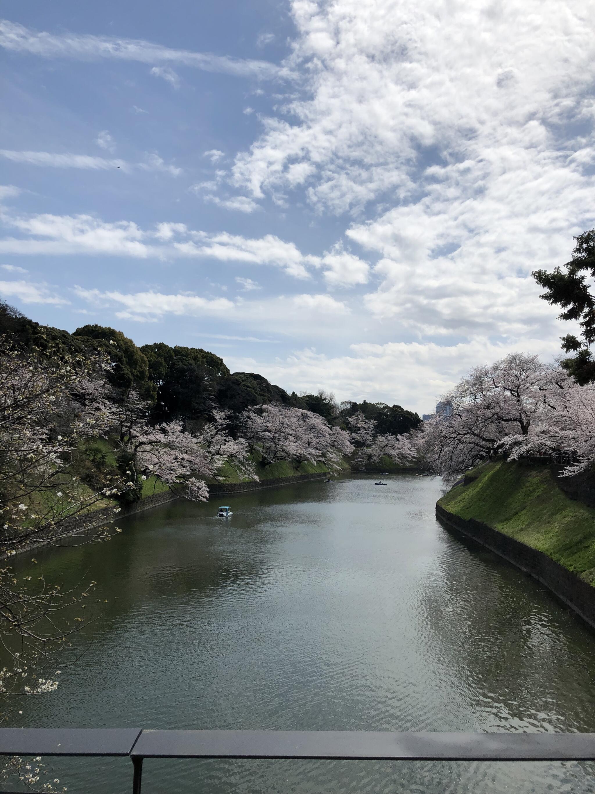 千鳥ヶ淵公園の代表写真3