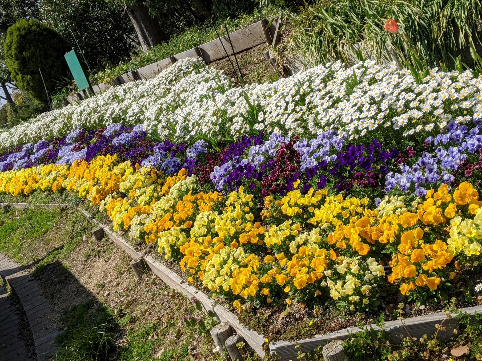 大阪府営 寝屋川公園の代表写真10