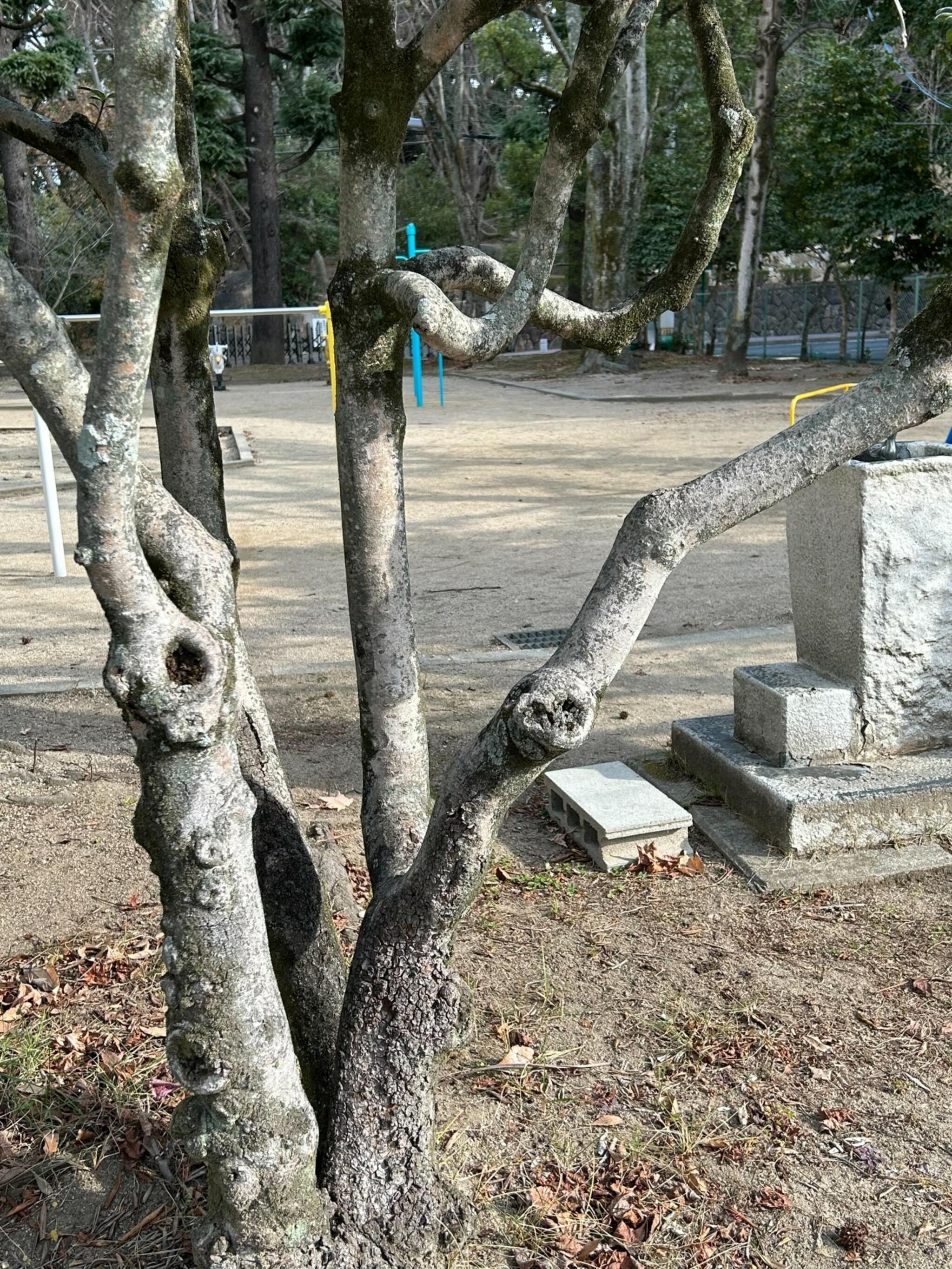 弓之町公園の代表写真3