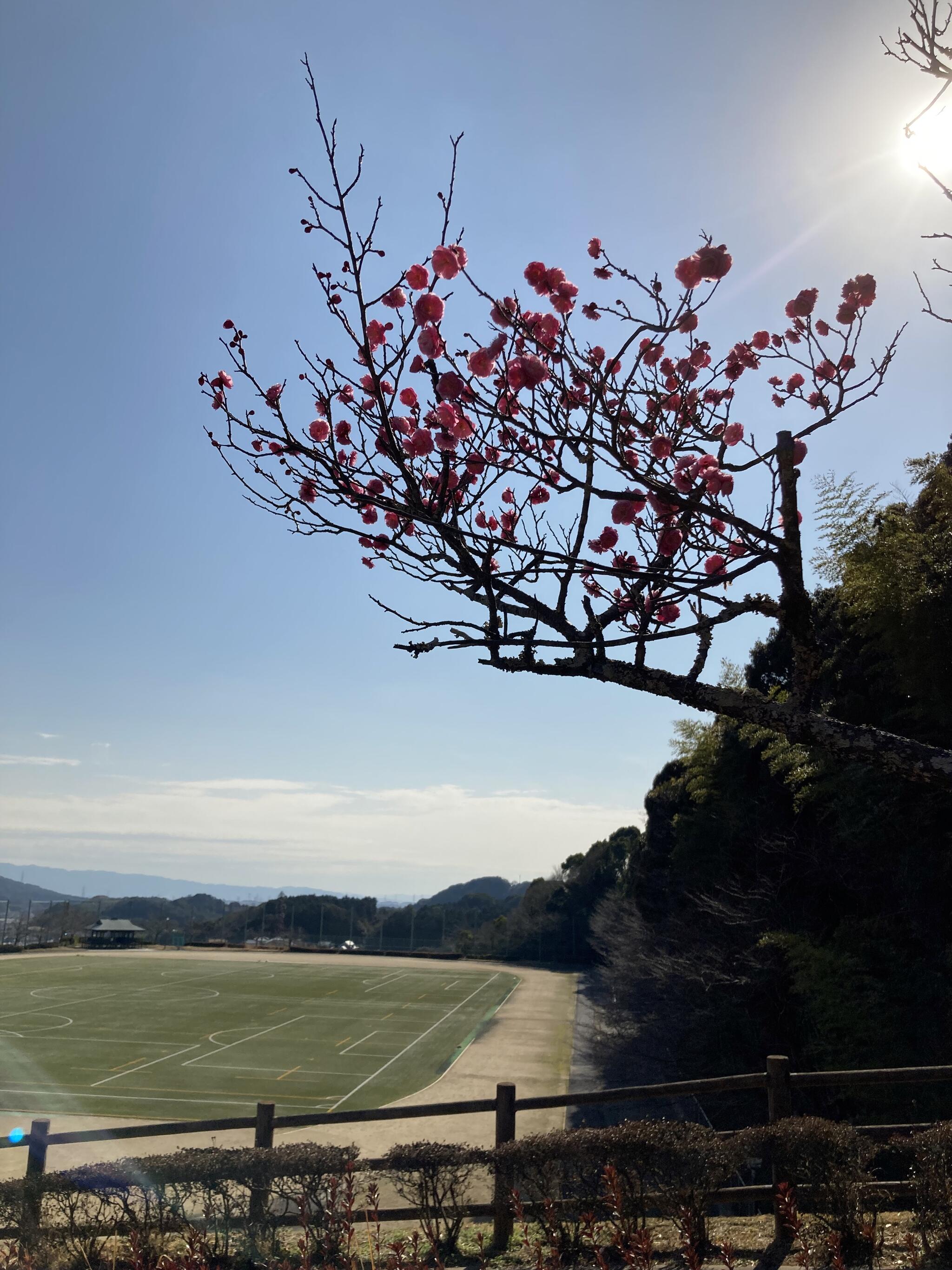 太宰府梅林アスレチックスポーツ公園の代表写真2