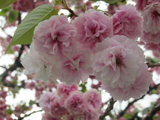 花のまわりみち-八重桜イン広島-のクチコミ写真4