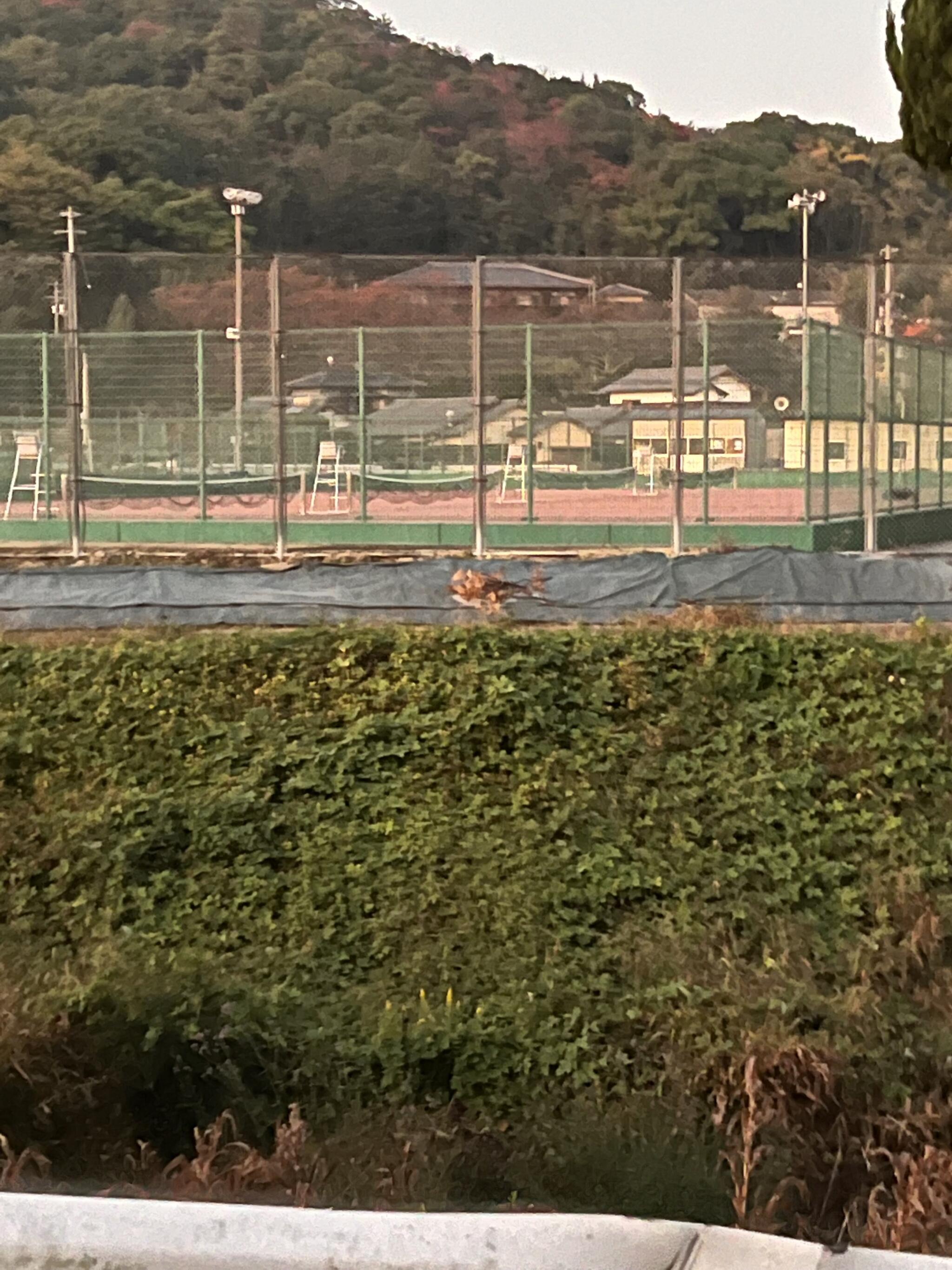 善通寺市営 テニスコートの代表写真1