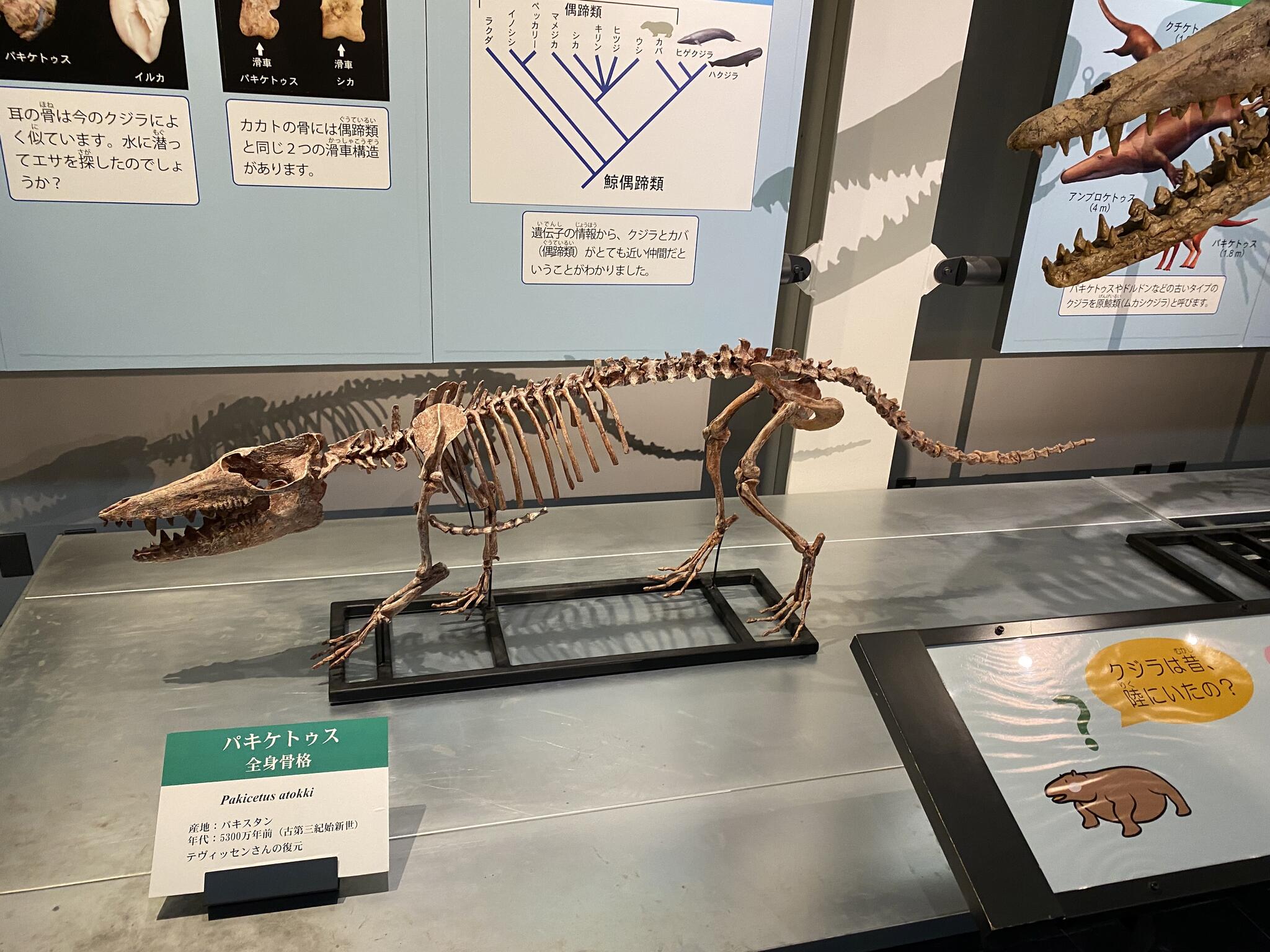 足寄動物化石博物館の代表写真2