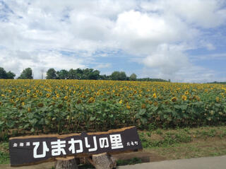 北竜町ひまわりの里のクチコミ写真1