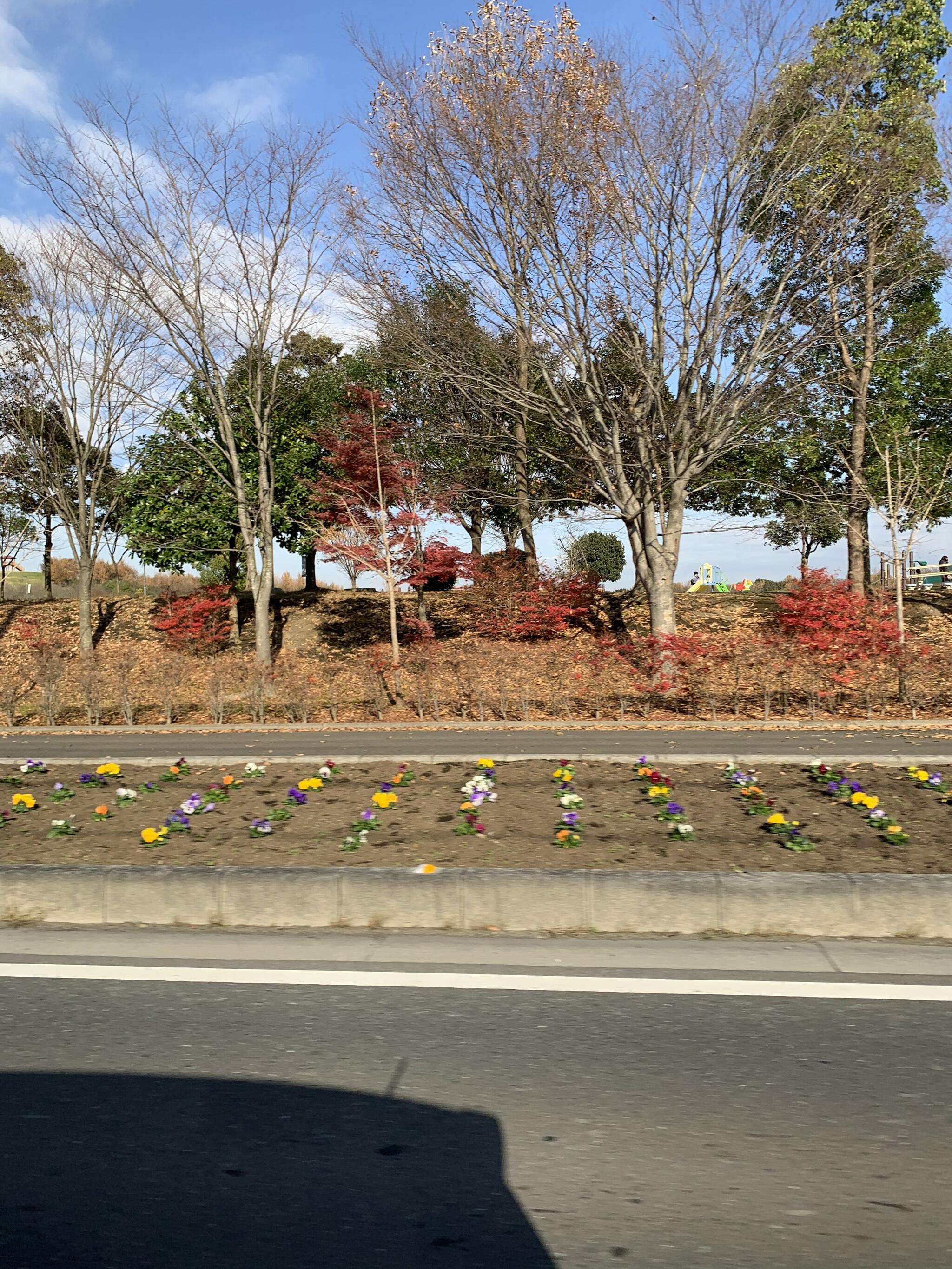 松伏総合公園の代表写真8