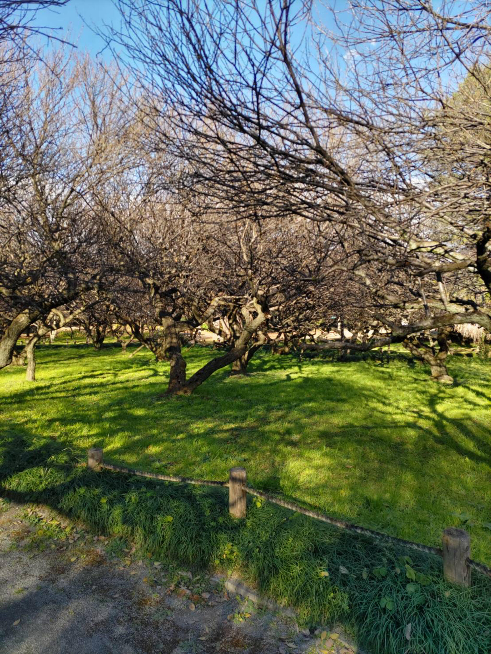 越谷梅林公園の代表写真3