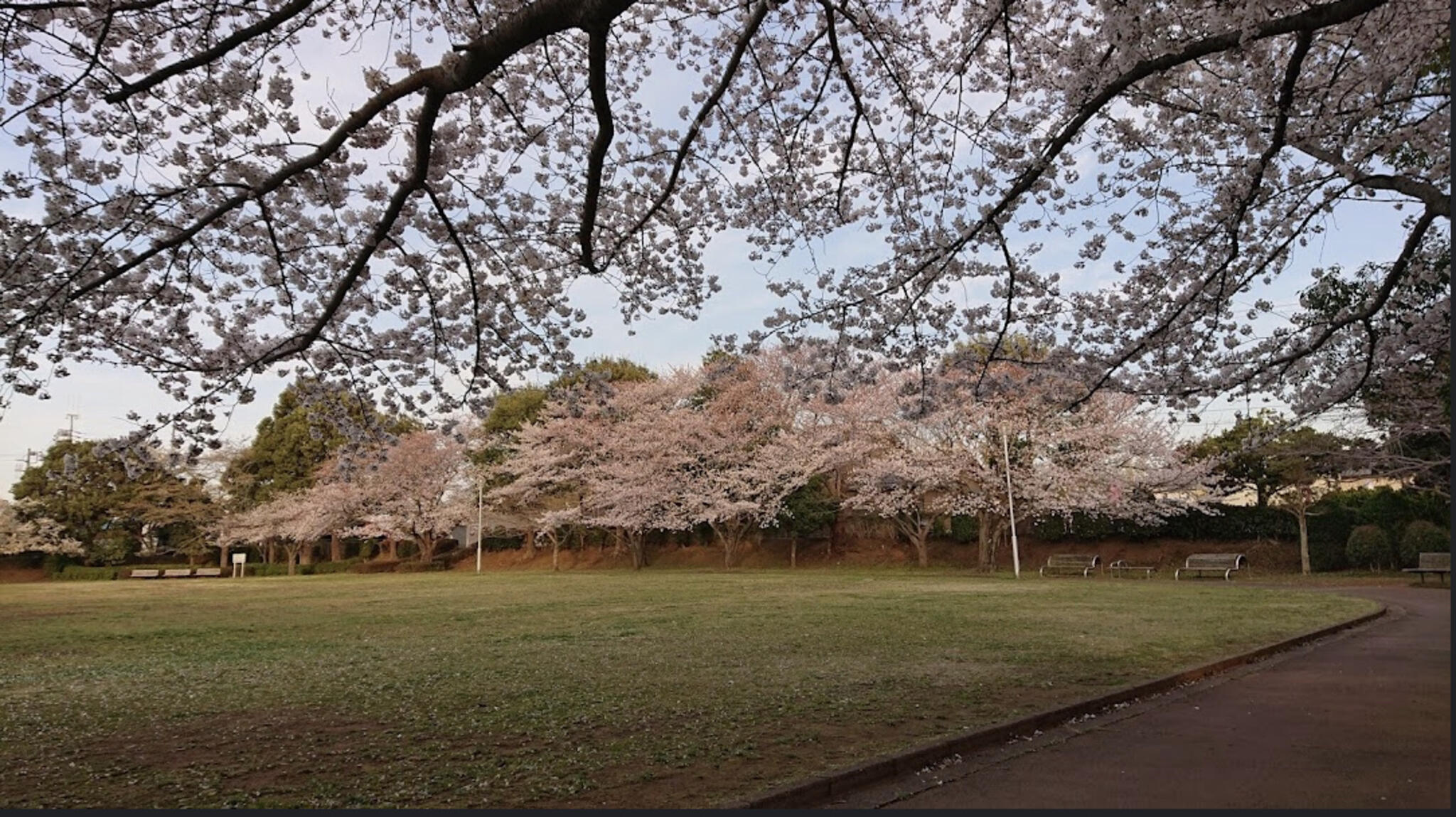 成田市／後谷津公園／BBQ／配達／バーベキューレンタル／千葉／桜／花見