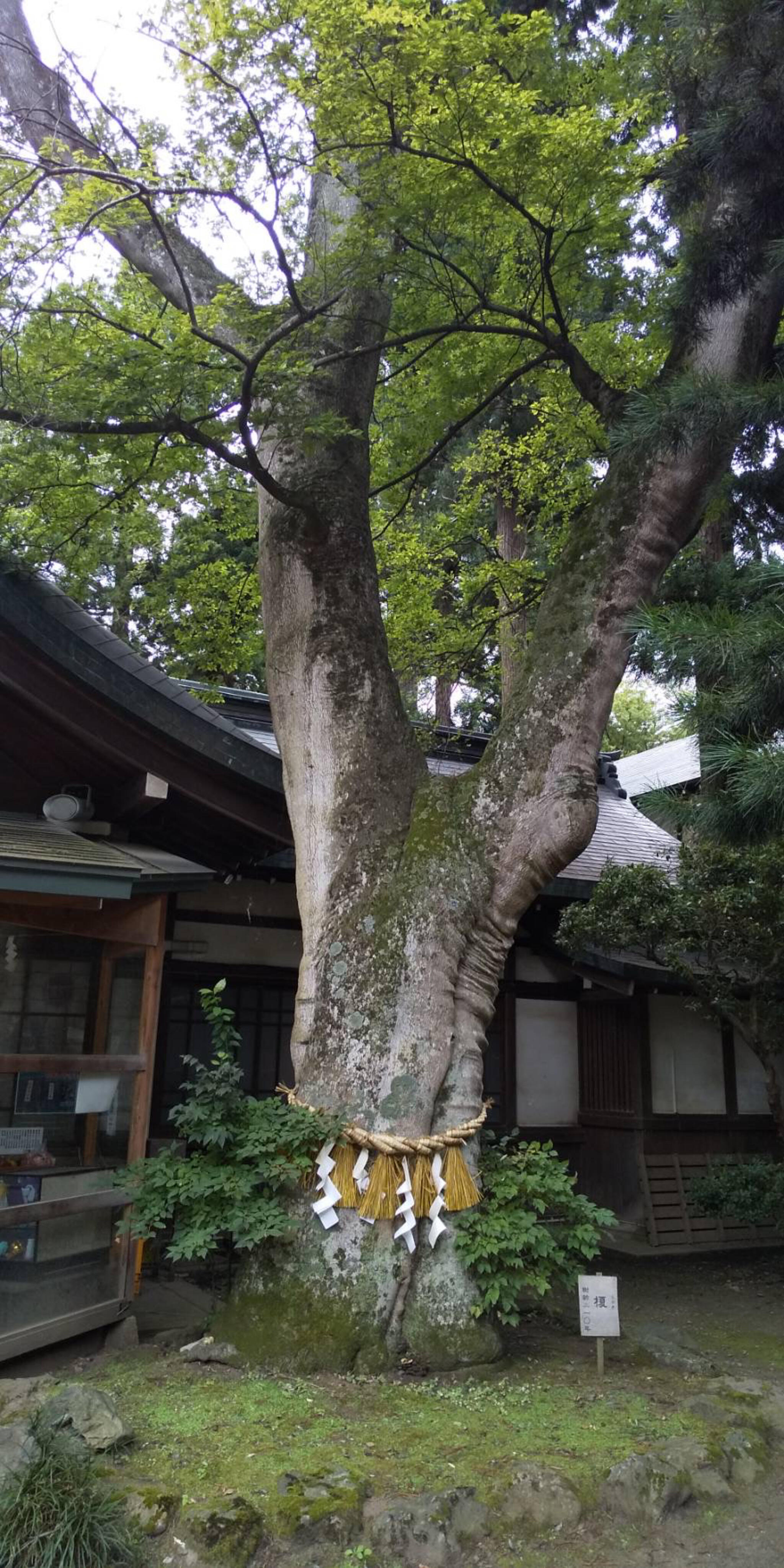 駒形神社の代表写真4