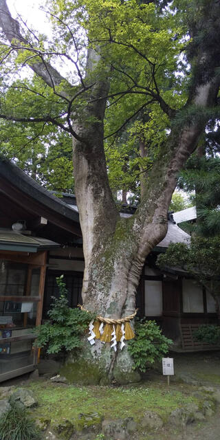 駒形神社のクチコミ写真1