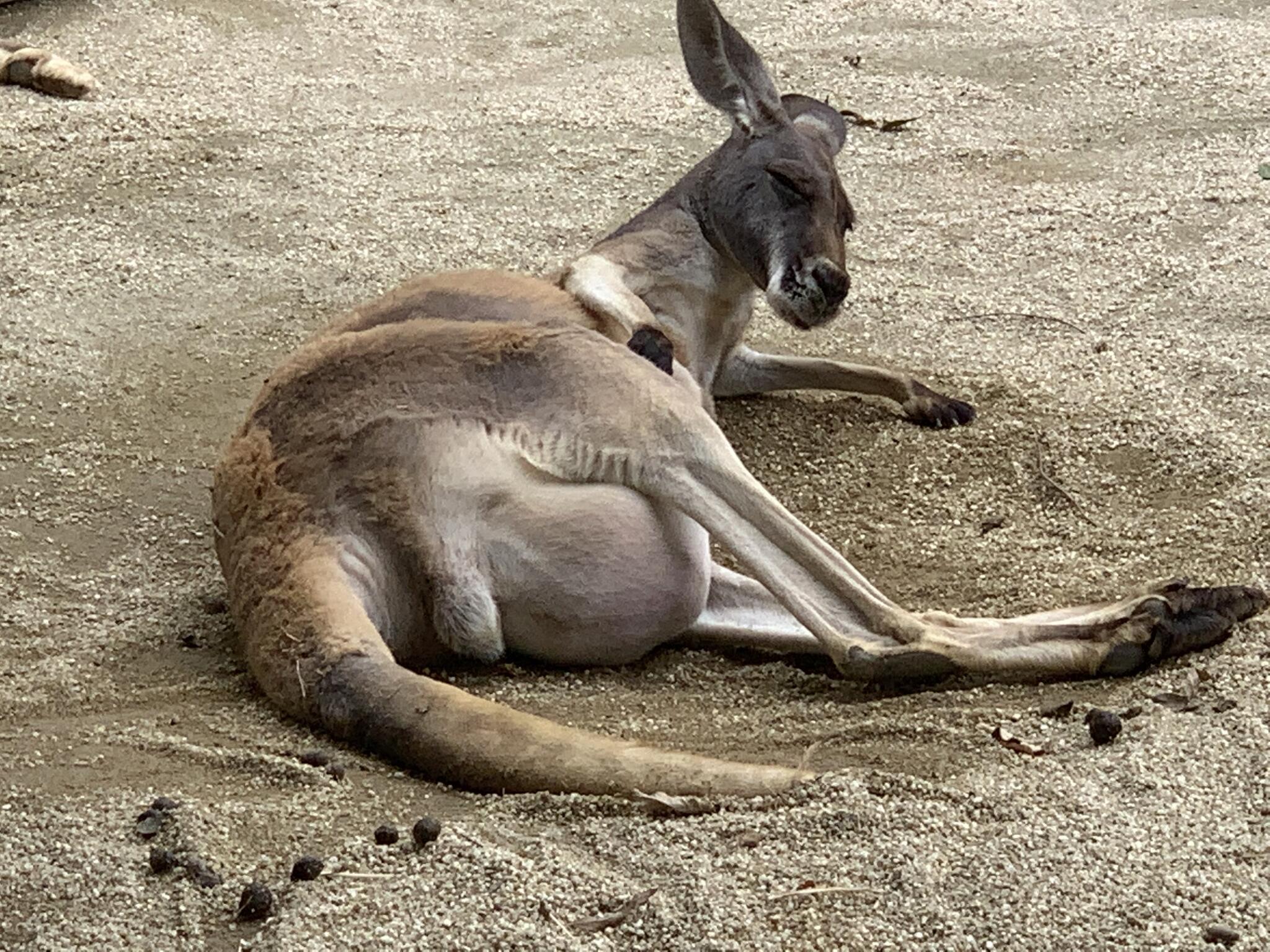 動物の森の代表写真5