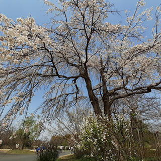 立川公園の写真9