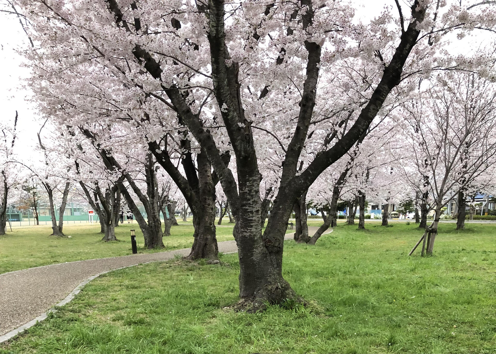 桜の森公園の代表写真1