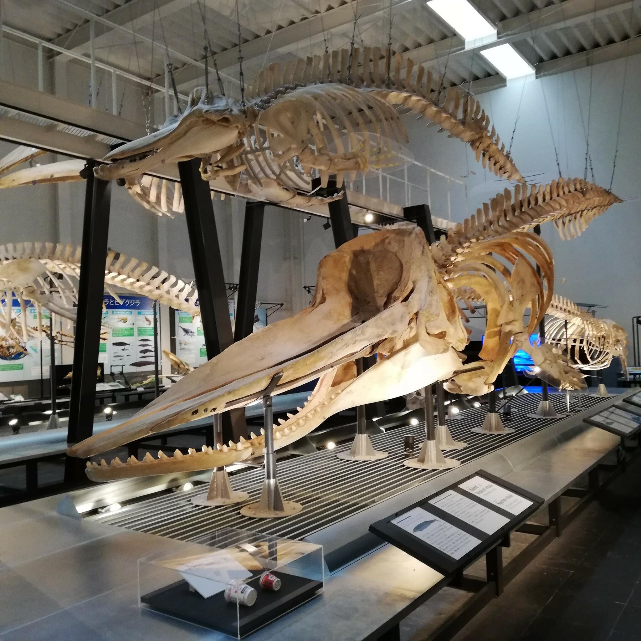 足寄動物化石博物館の代表写真5