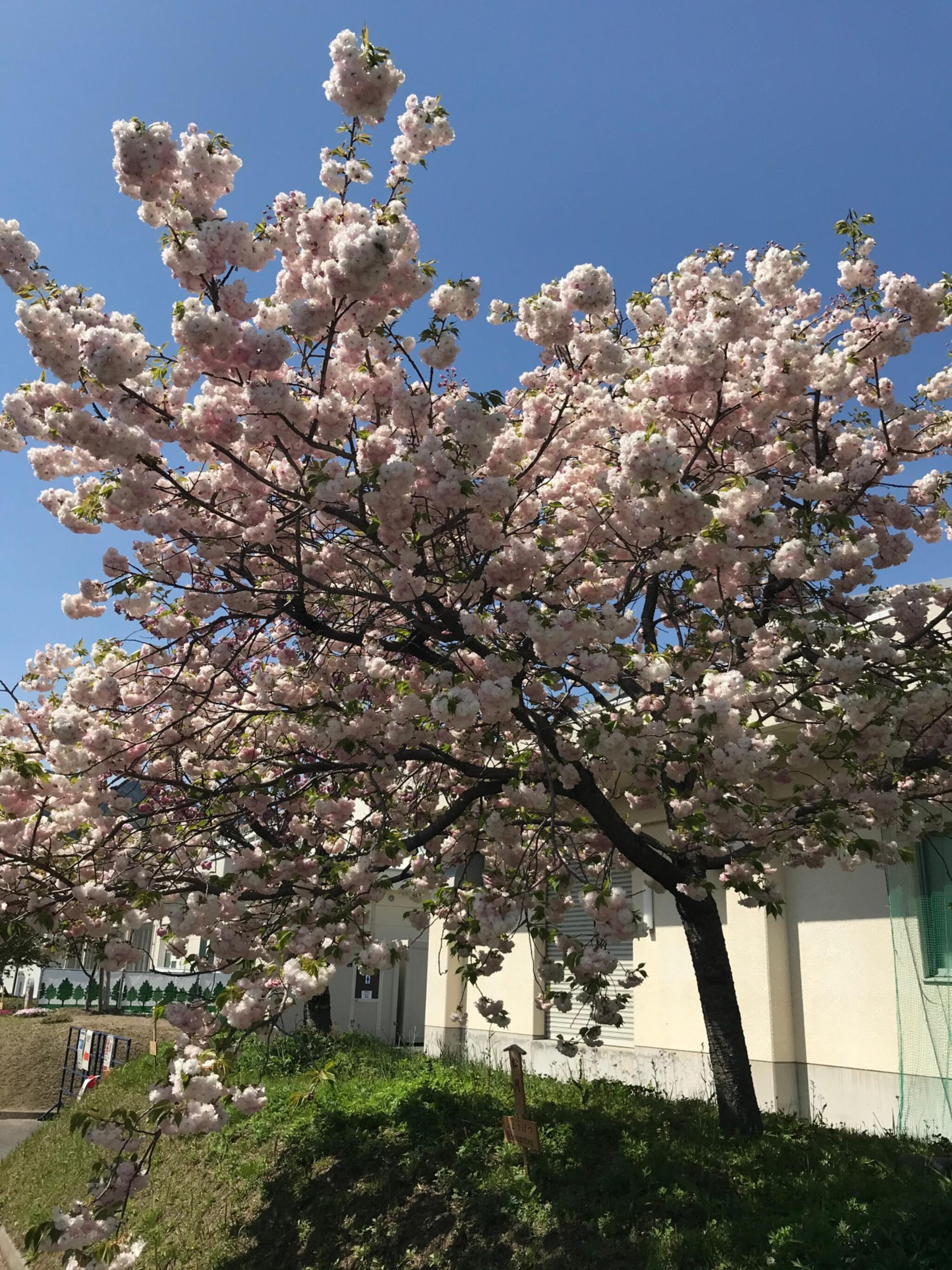 花のまわりみち-八重桜イン広島-の代表写真2