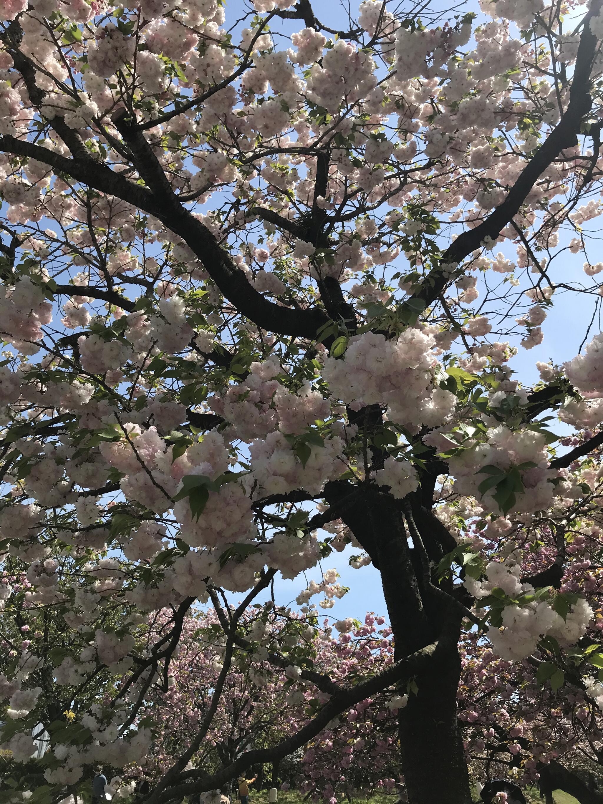 花のまわりみち-八重桜イン広島-の代表写真8