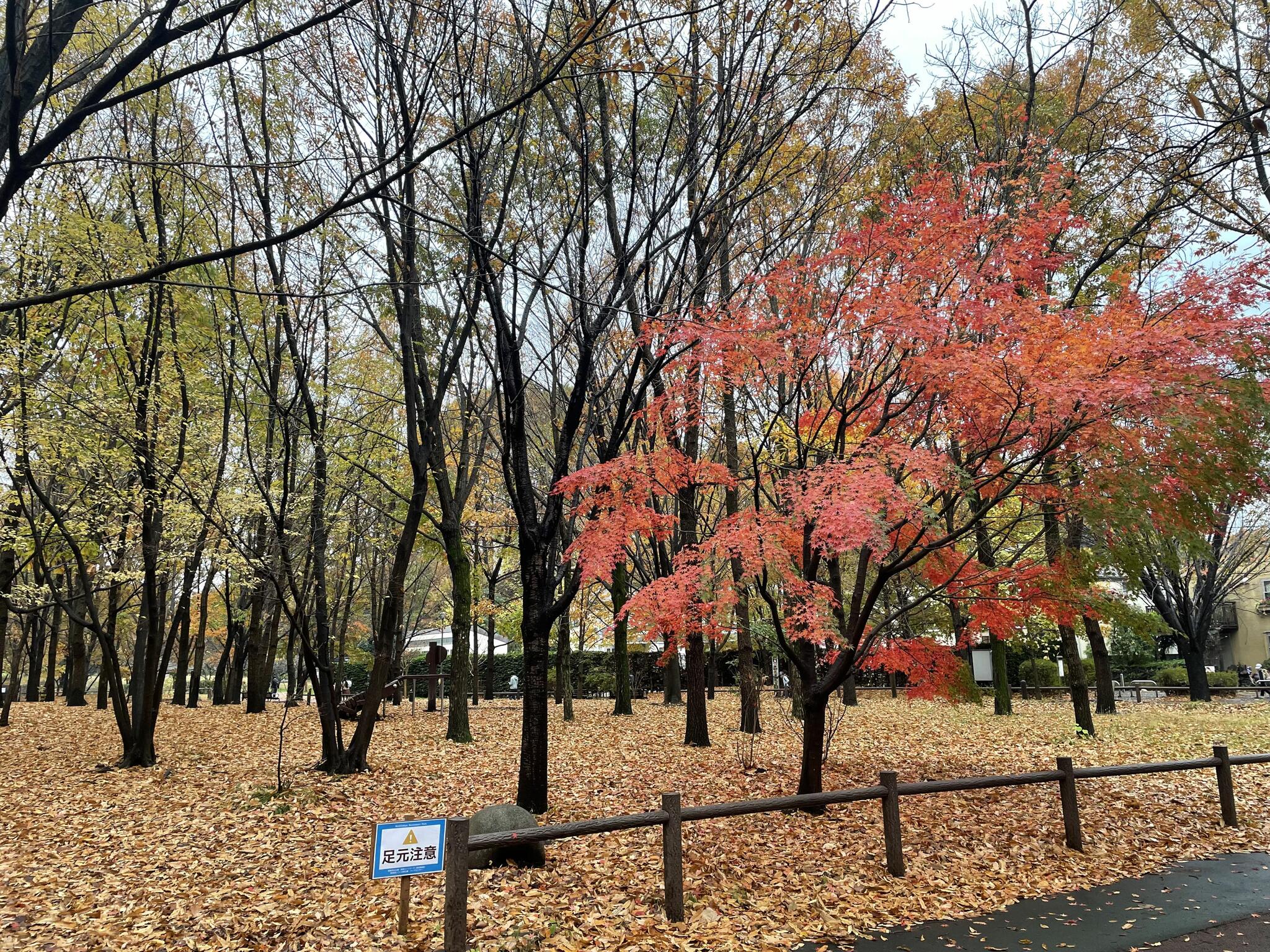 西東京いこいの森公園の代表写真3