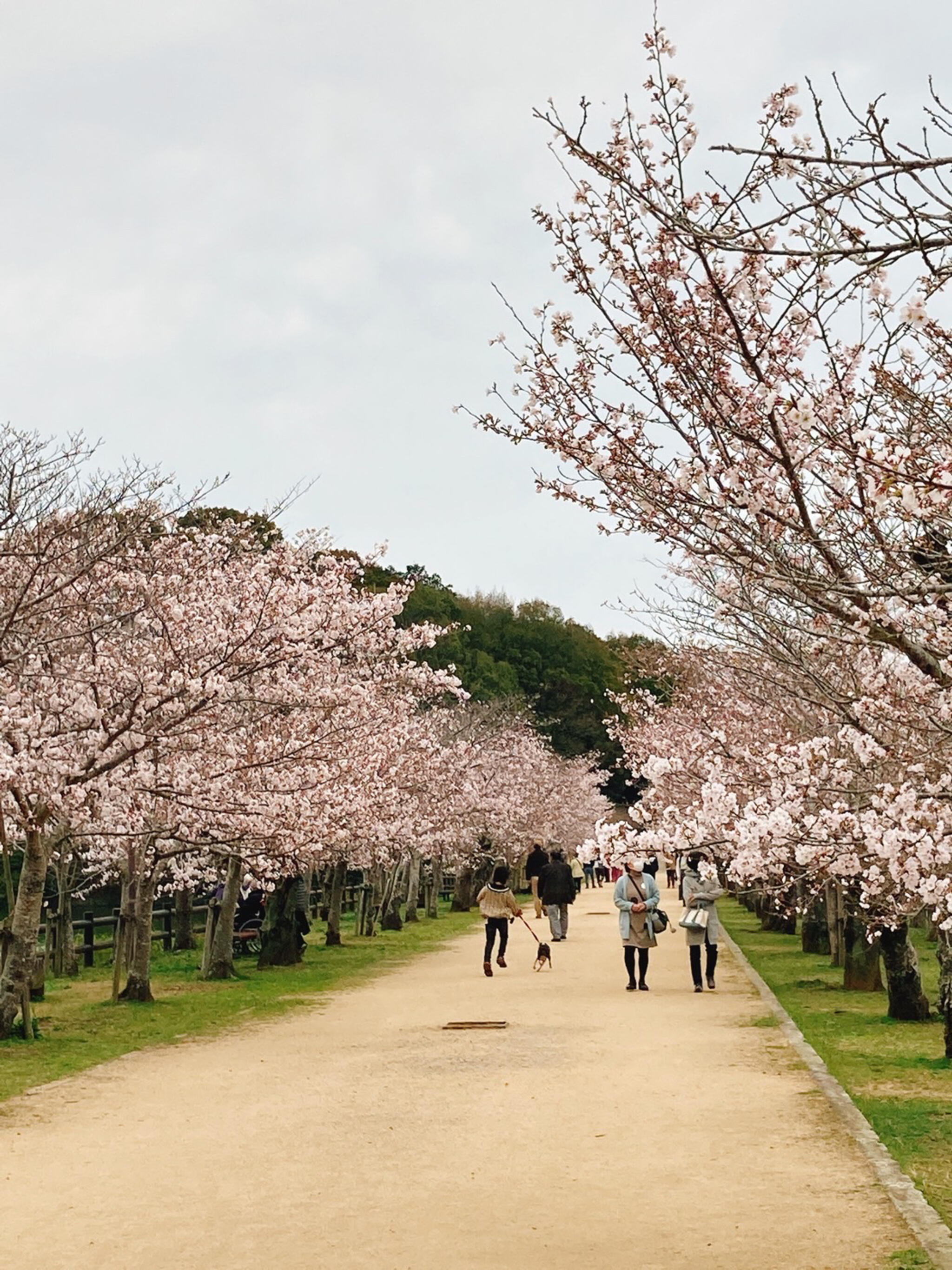 香川県立亀鶴公園の代表写真6