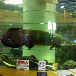 小林市出の山淡水魚水族館の写真18