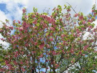 花のまわりみち-八重桜イン広島-のクチコミ写真1