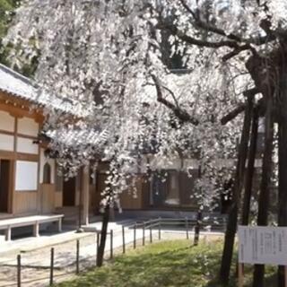 瑞龍寺のしだれ桜の写真12
