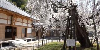 瑞龍寺のしだれ桜のクチコミ写真1