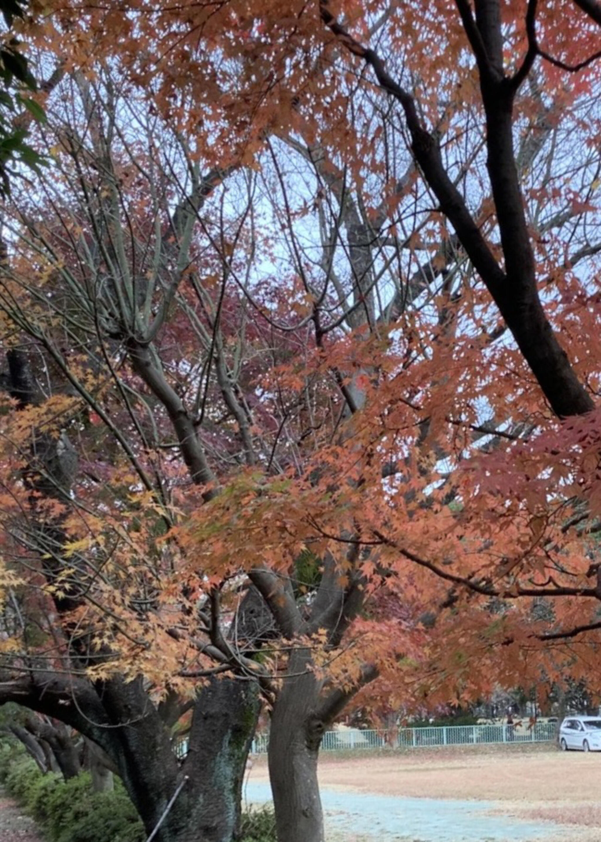 和光樹林公園の代表写真7