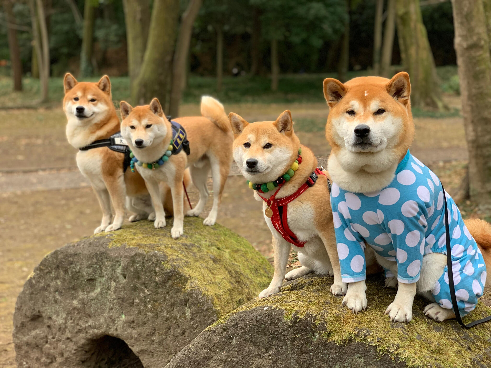 群馬県立公園アイ・ディー・エー群馬の森の代表写真2