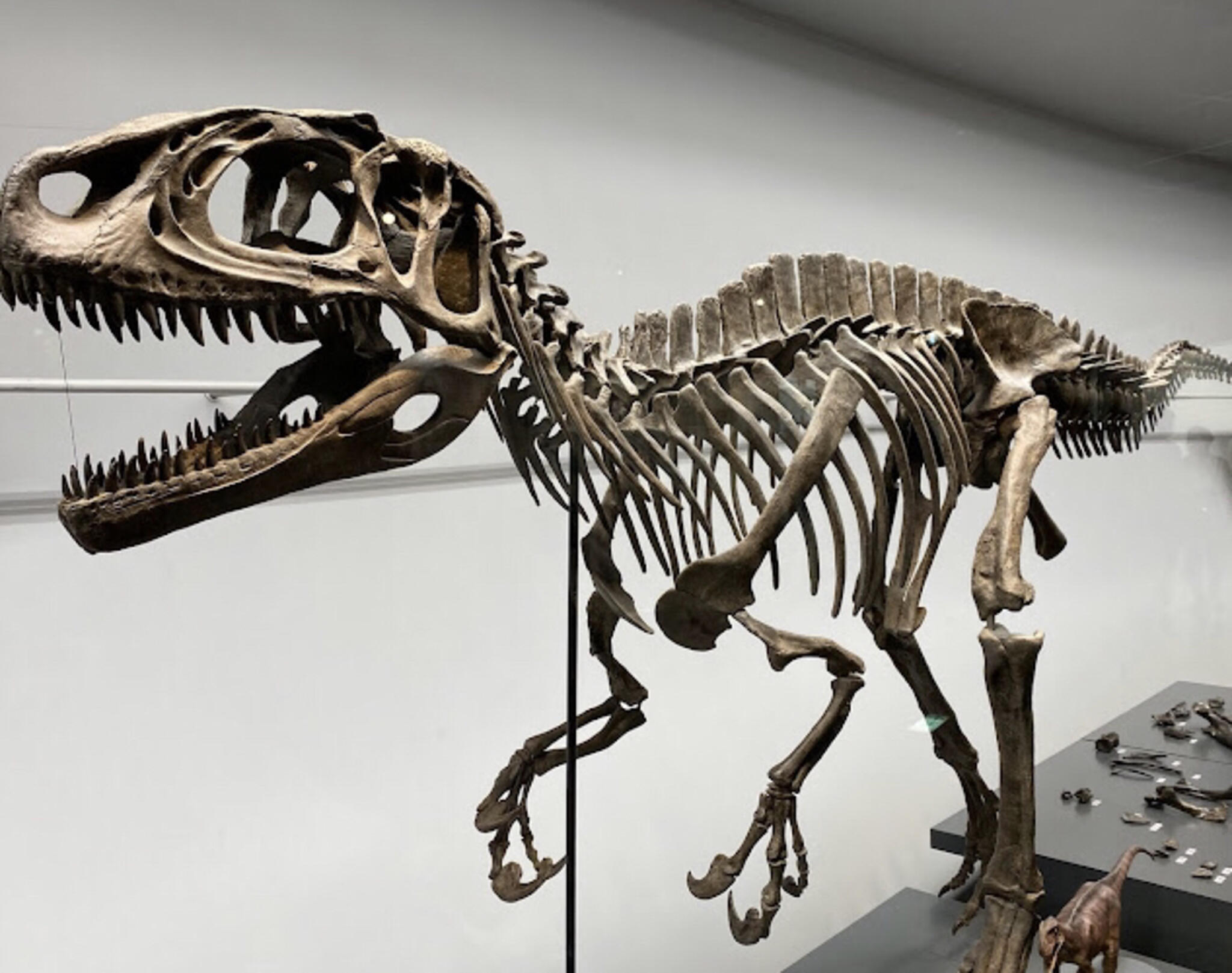 福井県立恐竜博物館の代表写真2