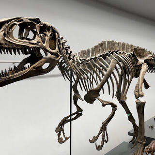 福井県立恐竜博物館の写真2