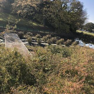 城山古墳史跡公園周濠花菖蒲園の写真13