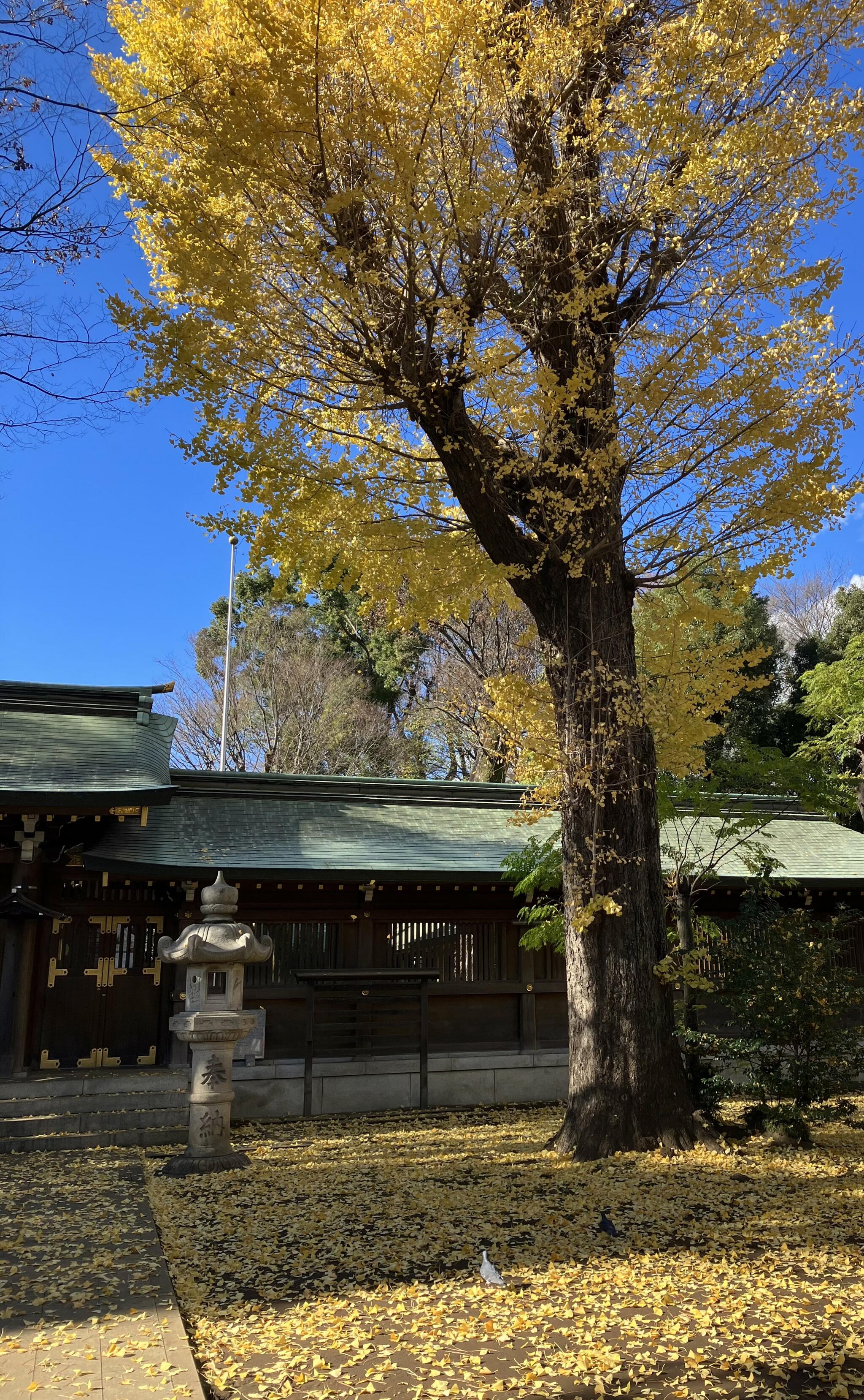 荻窪八幡神社の代表写真5