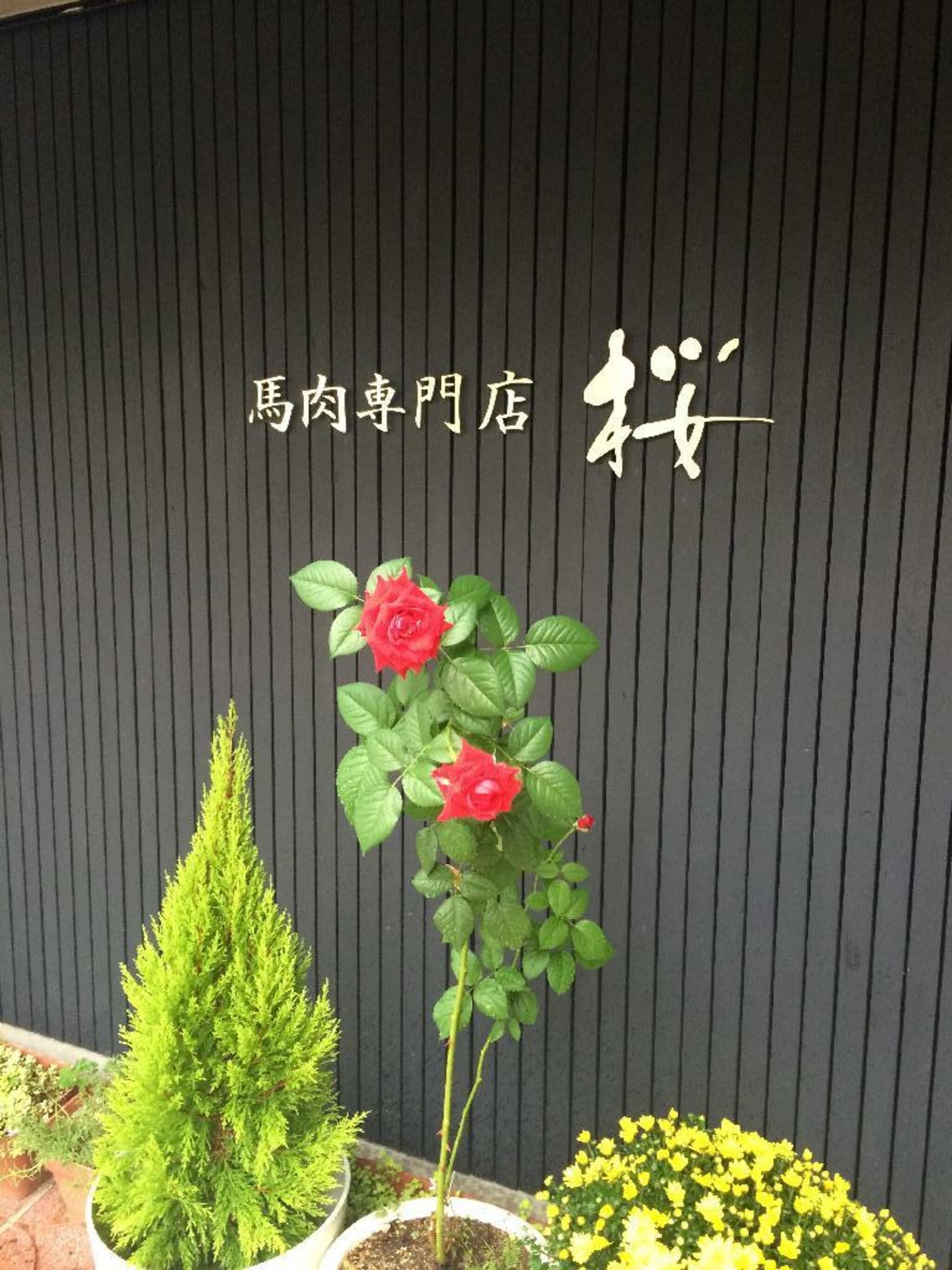 馬肉専門店 桜の代表写真4