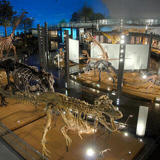 福井県立恐竜博物館の写真11