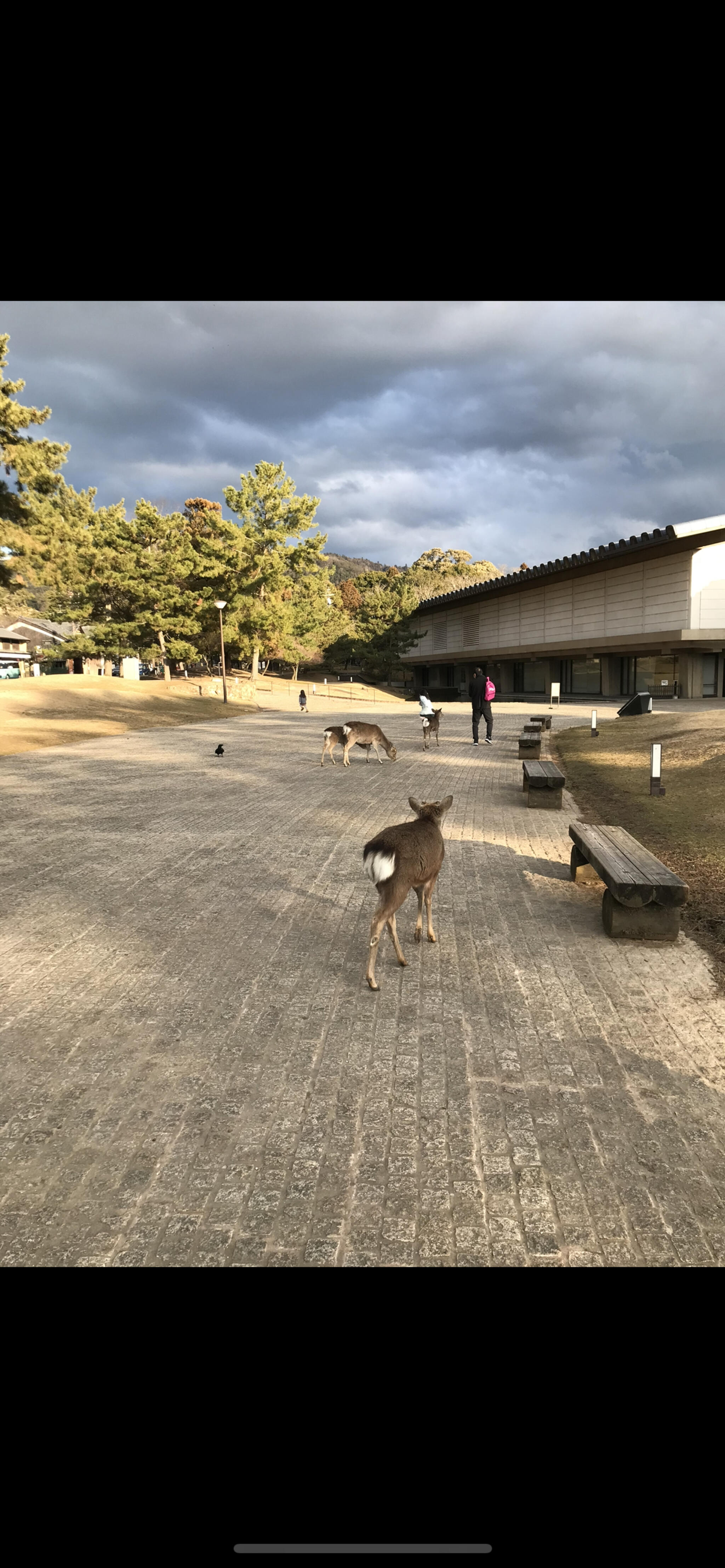 奈良公園の代表写真2