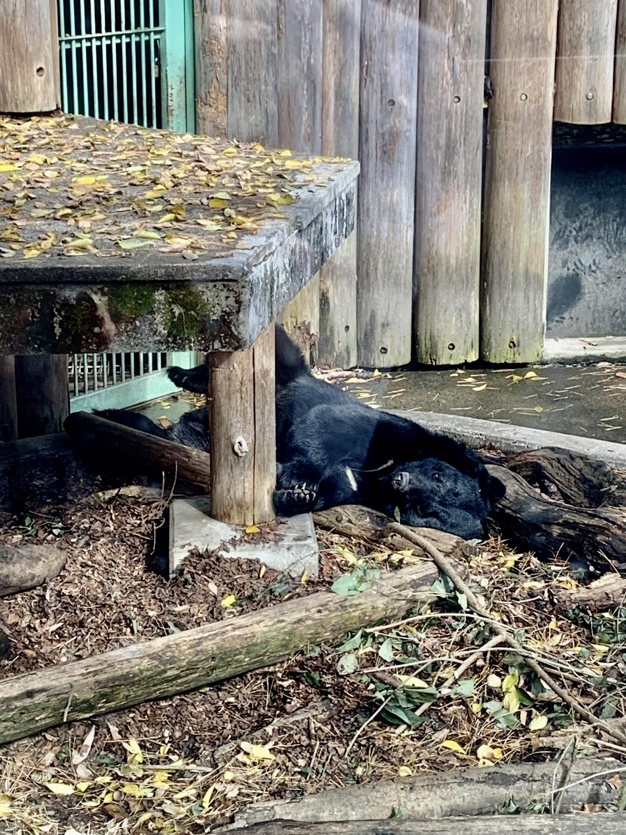 大宮公園小動物園の代表写真3